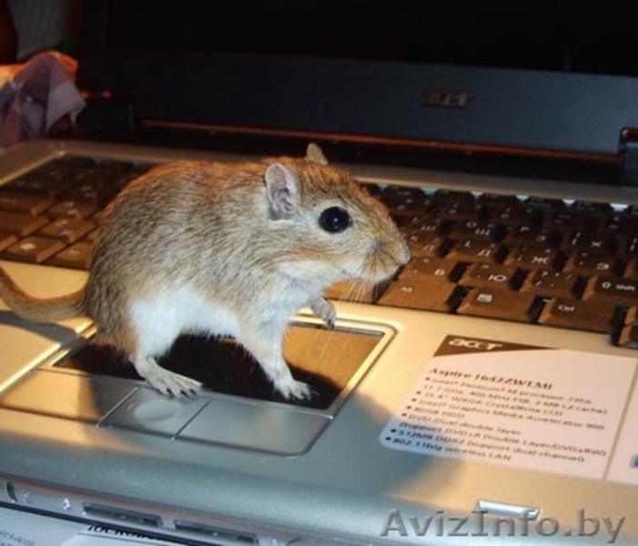 Тушка́нчики - похожи на белочек, очень социальные, почти без запаха. - Изображение #3, Объявление #462264