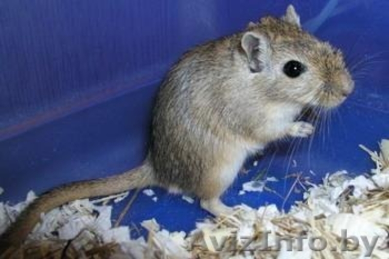 Тушка́нчики - похожи на белочек, очень социальные, почти без запаха. - Изображение #1, Объявление #462264