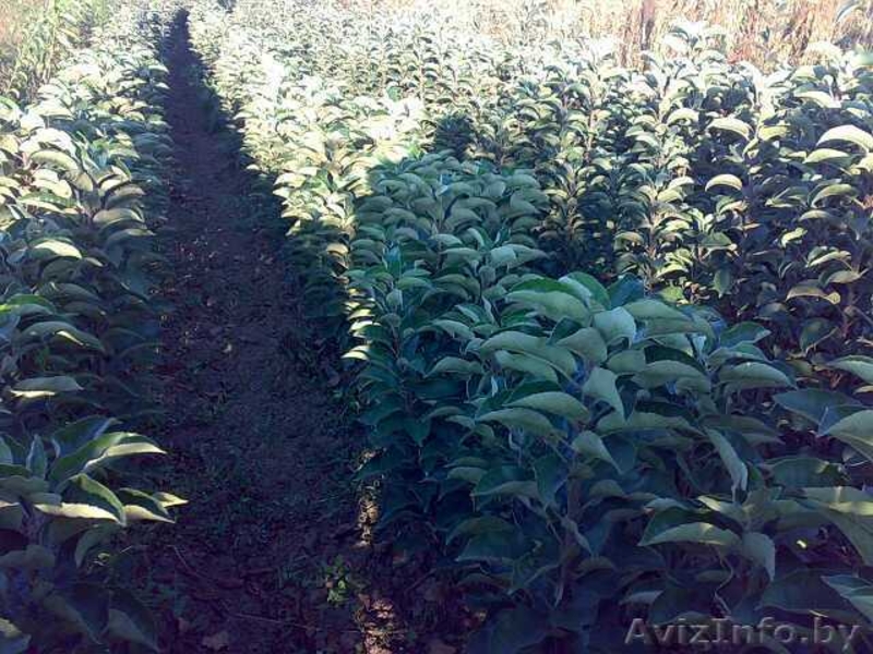 фруктовые деревья и виноградна лоза - Изображение #1, Объявление #531050