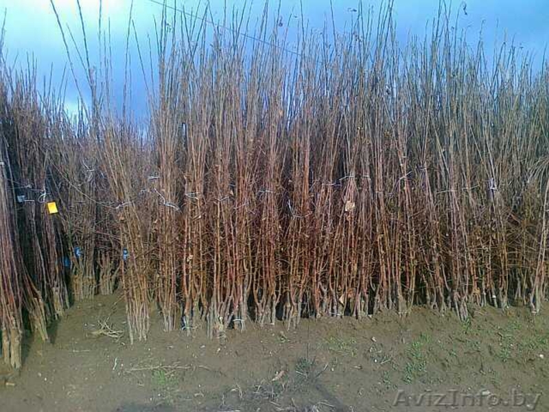 фруктовые деревья и виноградна лоза - Изображение #2, Объявление #531050