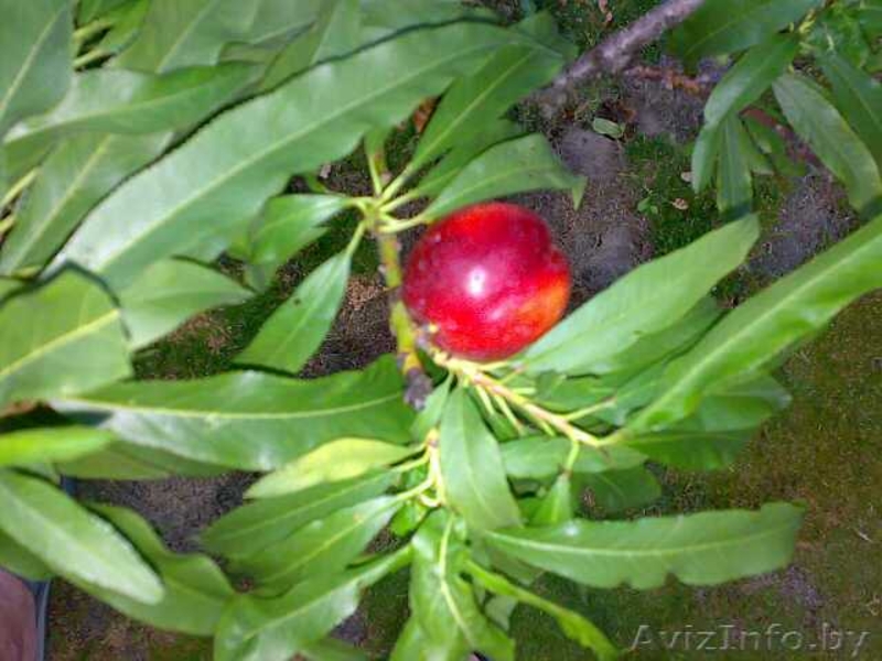 фруктовые деревья и виноградна лоза - Изображение #5, Объявление #531050