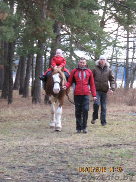 Катание на лошадях в Бресте - Изображение #2, Объявление #523658