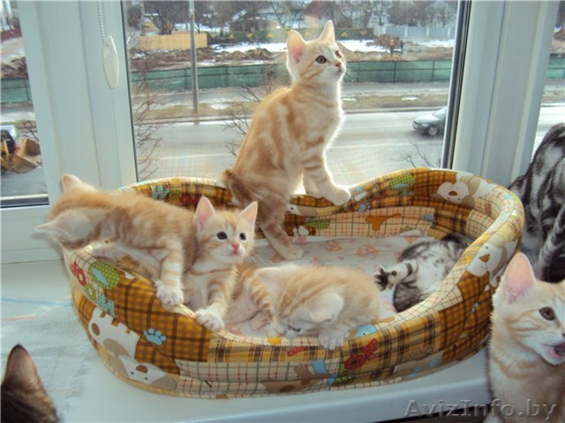 Котята (коты) европейской короткошерстной редкого окраса - Изображение #1, Объявление #608997