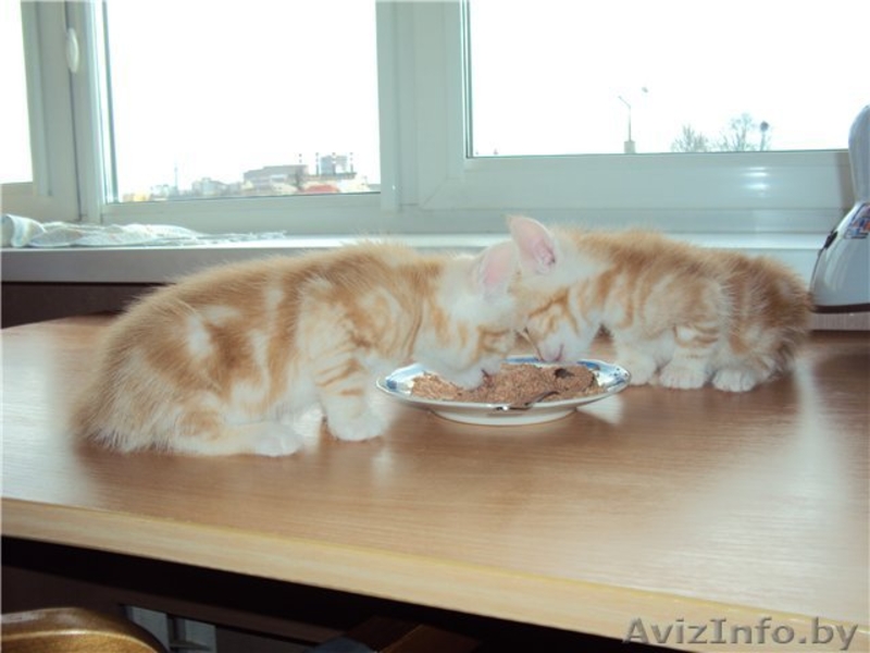 Котята (коты) европейской короткошерстной редкого окраса - Изображение #2, Объявление #608997