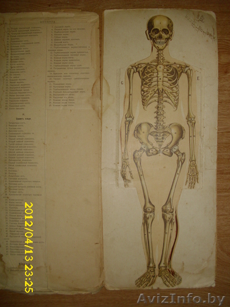 Альбом 1908г.Женщина. - Изображение #4, Объявление #641660