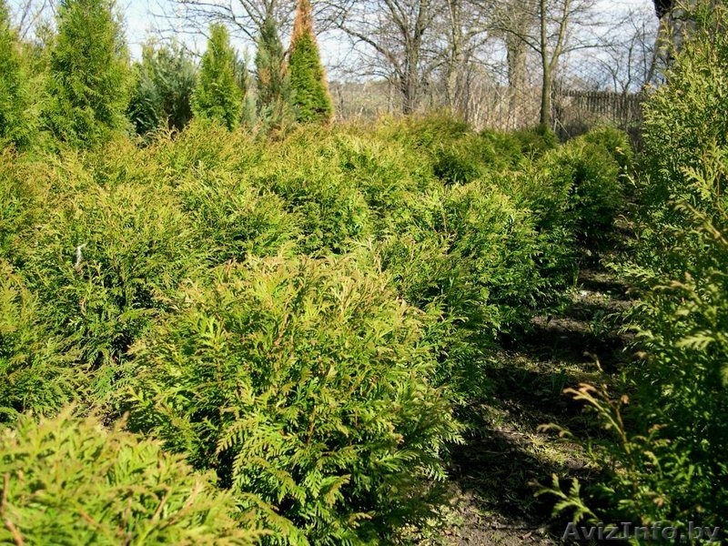 "ОАЗИС ВО ДВОРЕ", Озеленение и благоустройство участка, Брест - Изображение #5, Объявление #614965