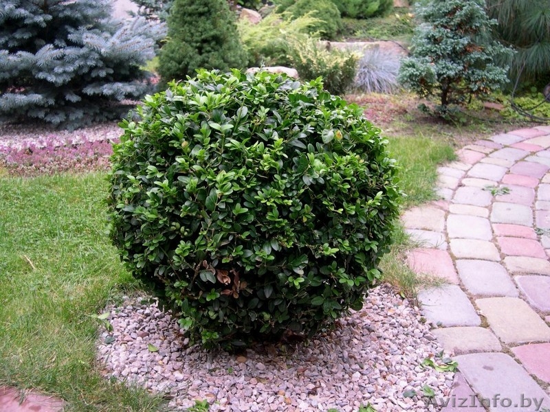 "ОАЗИС ВО ДВОРЕ", Озеленение и благоустройство участка, Брест - Изображение #6, Объявление #614965