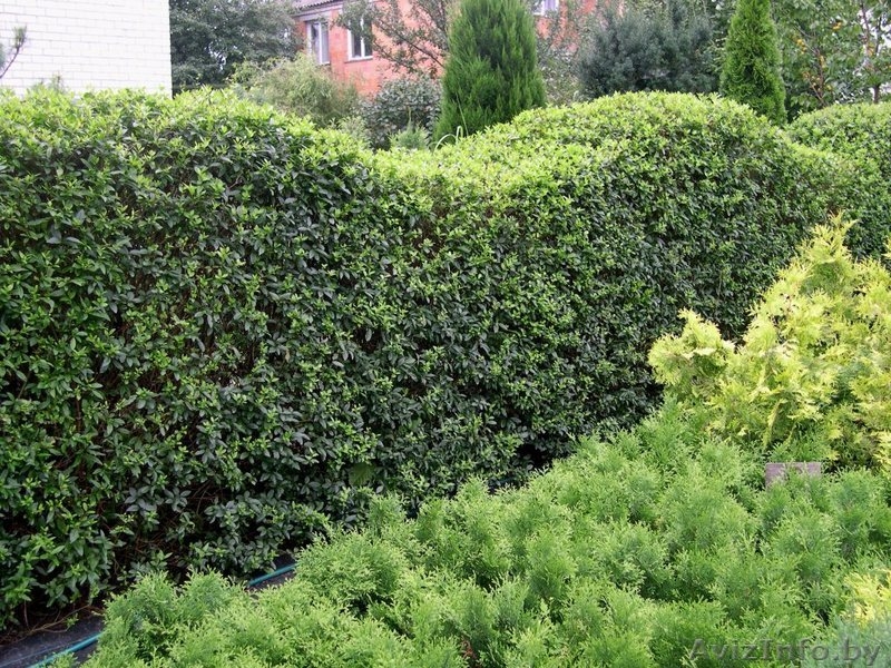 "ОАЗИС ВО ДВОРЕ", Озеленение и благоустройство участка, Брест - Изображение #1, Объявление #614965