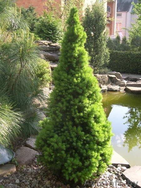 Декоративные саженцы: хвойные и лиственные растения, Брест, «Оазис во дворе» - Изображение #1, Объявление #718901