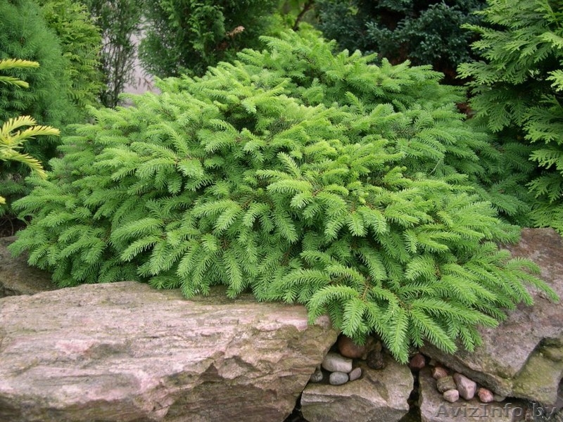 Декоративные саженцы: хвойные и лиственные растения, Брест, «Оазис во дворе» - Изображение #6, Объявление #718901