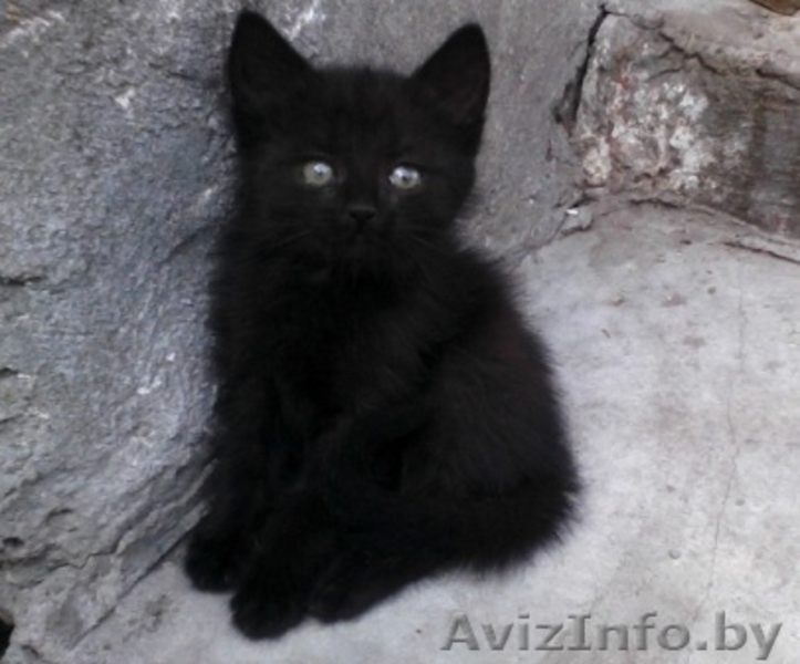 Отдам замечательых котят в добрые руки - Изображение #1, Объявление #708987