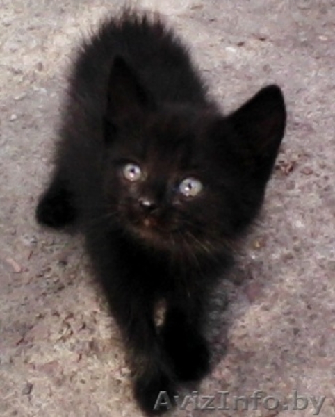 Отдам замечательых котят в добрые руки - Изображение #2, Объявление #708987