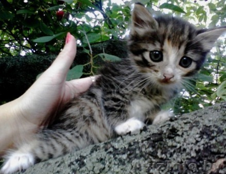 Отдам замечательых котят в добрые руки - Изображение #3, Объявление #708987