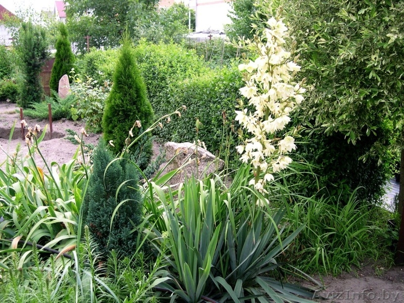 Декоративные саженцы: хвойные и лиственные растения, Брест, «Оазис во дворе» - Изображение #3, Объявление #718901