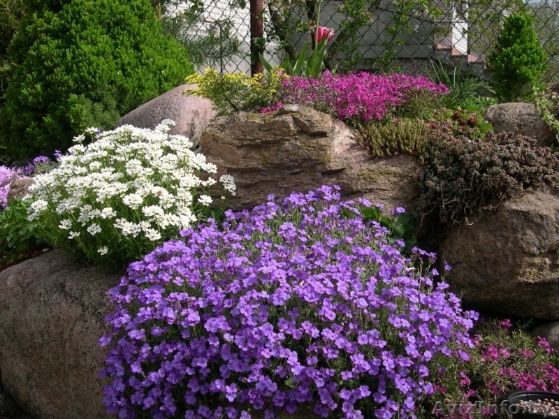 Декоративные саженцы: хвойные и лиственные растения, Брест, «Оазис во дворе» - Изображение #4, Объявление #718901