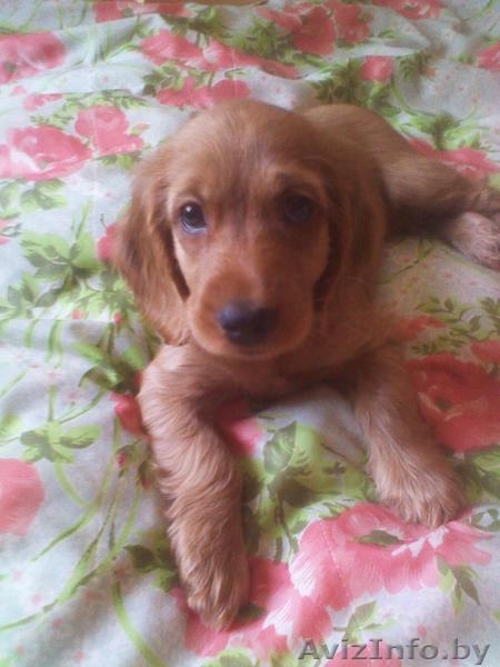 продам чистокровного кокера-спаниеля. - Изображение #2, Объявление #730446