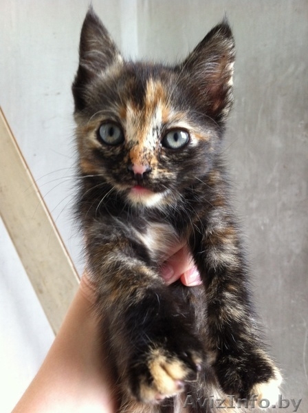 Котята безвозмездно/в дар - Изображение #1, Объявление #745930