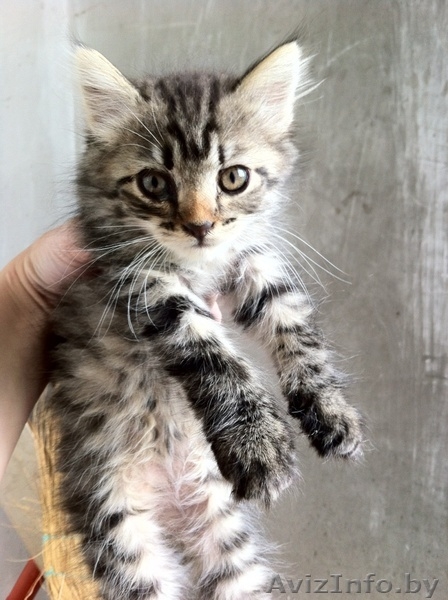 Котята безвозмездно/в дар - Изображение #2, Объявление #745930