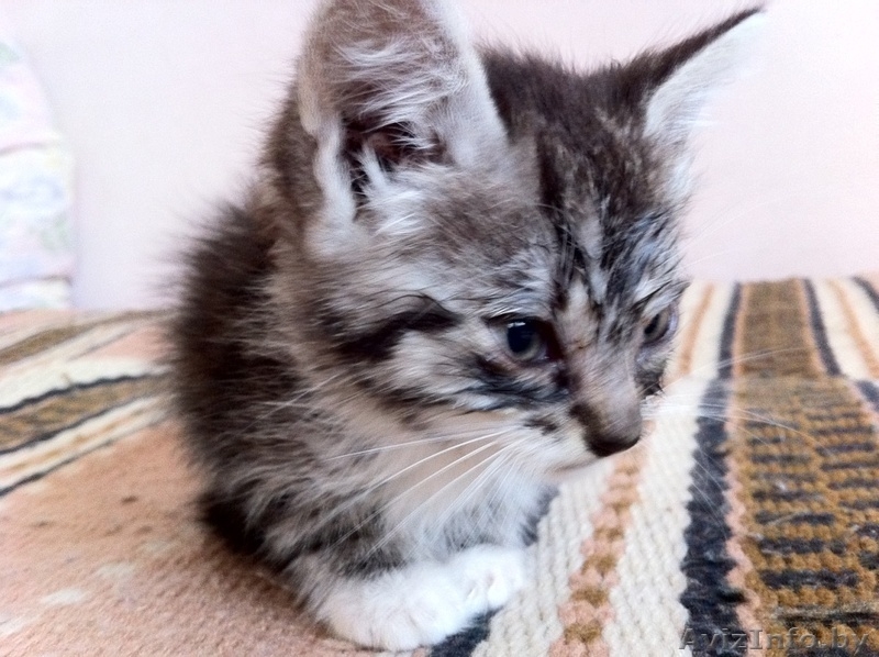 Котята безвозмездно/в дар - Изображение #4, Объявление #745930