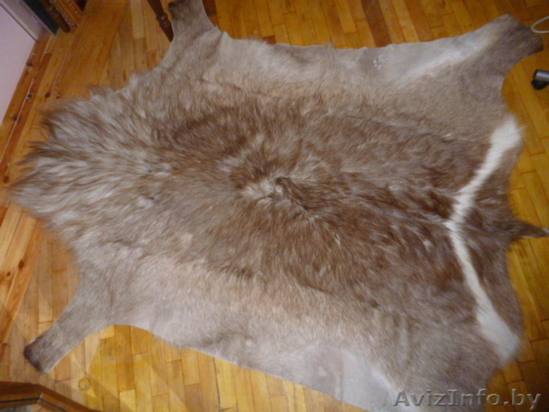 шкура кабана,пр-во Голландия - Изображение #1, Объявление #743616