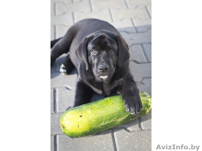 Щенки лабрадора. Породистые, с родословной. - Изображение #2, Объявление #771185