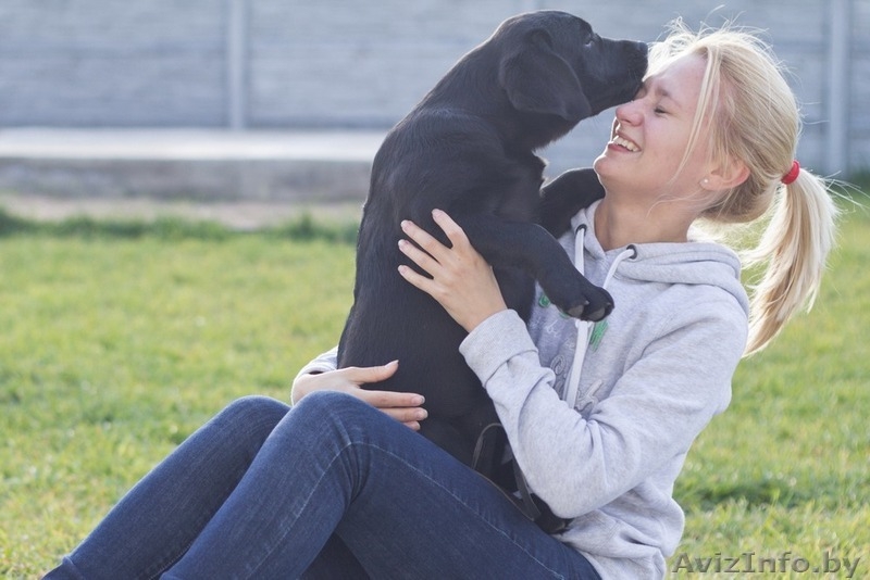 Щенки лабрадора. Породистые, с родословной. - Изображение #1, Объявление #771185