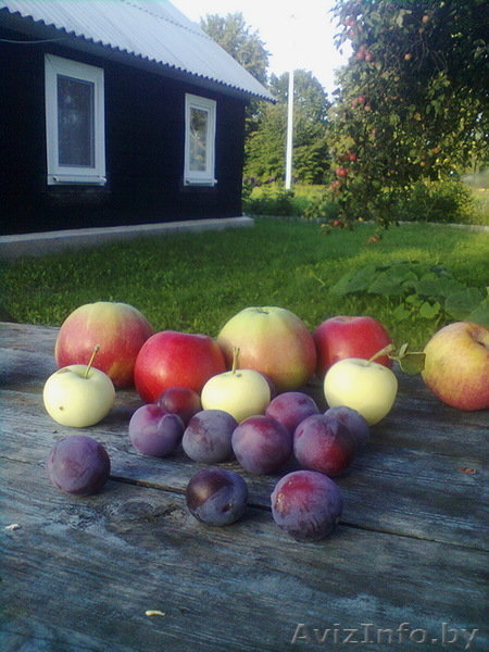  Земельный участок продам, 25 км от г Бреста - Изображение #5, Объявление #780424