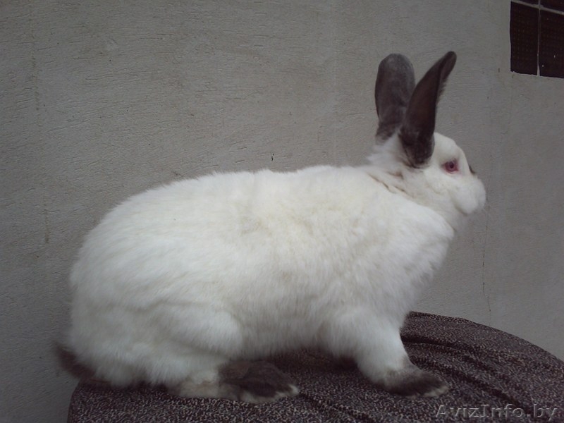 мясо кролика,всегда в наличии( оптом и в розницу). - Изображение #2, Объявление #768523