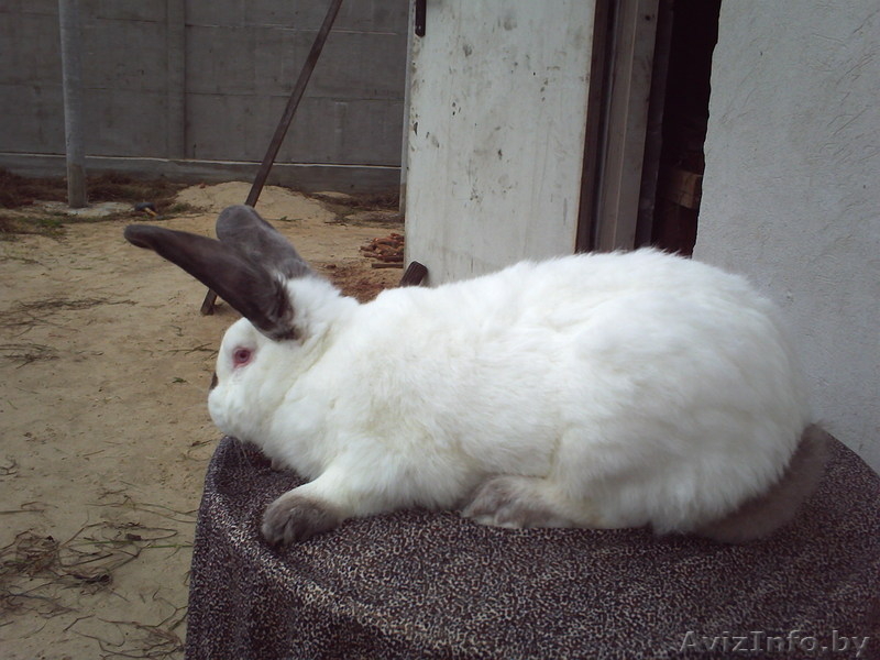 мясо кролика,всегда в наличии( оптом и в розницу). - Изображение #3, Объявление #768523