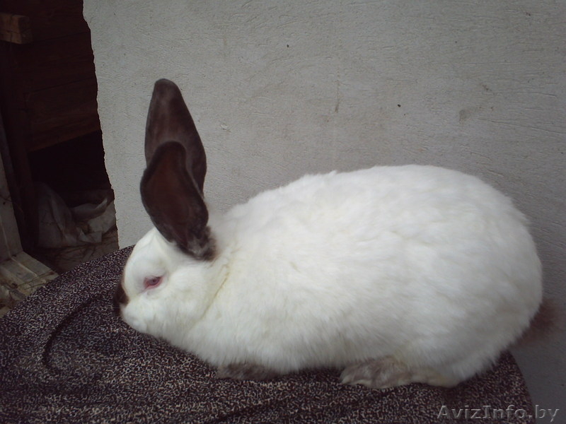 мясо кролика,всегда в наличии( оптом и в розницу). - Изображение #4, Объявление #768523