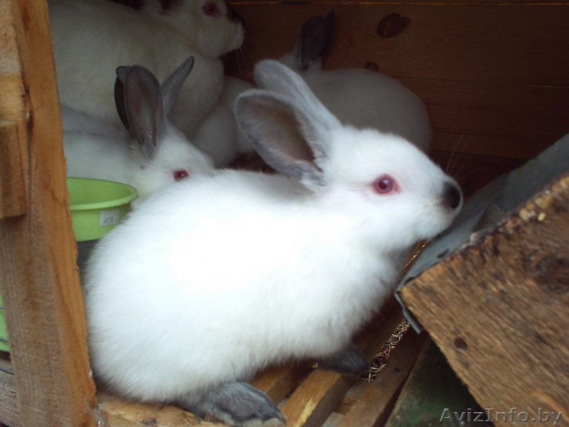 мясо кролика,всегда в наличии( оптом и в розницу). - Изображение #6, Объявление #768523