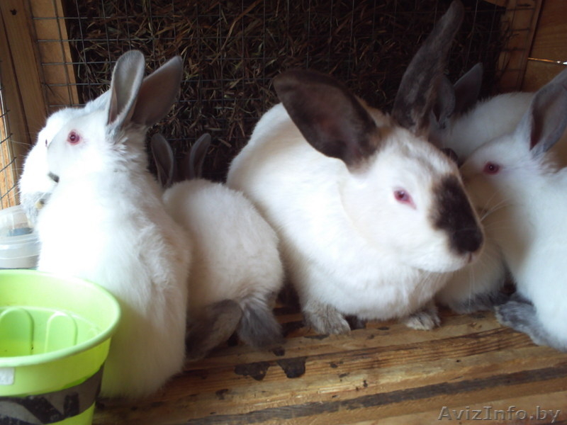 мясо кролика,всегда в наличии( оптом и в розницу). - Изображение #7, Объявление #768523