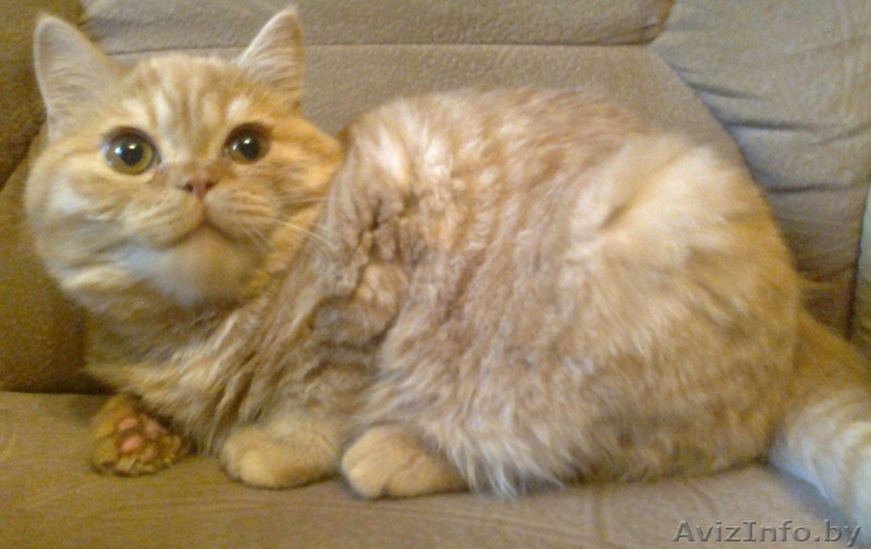 британские короткошерстные - Изображение #1, Объявление #792712