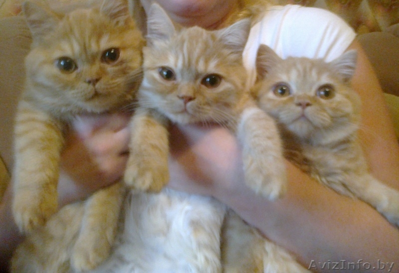 британские короткошерстные - Изображение #2, Объявление #792712