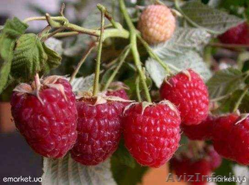 Малина крупноплодная и ремонтанная - Изображение #2, Объявление #699227