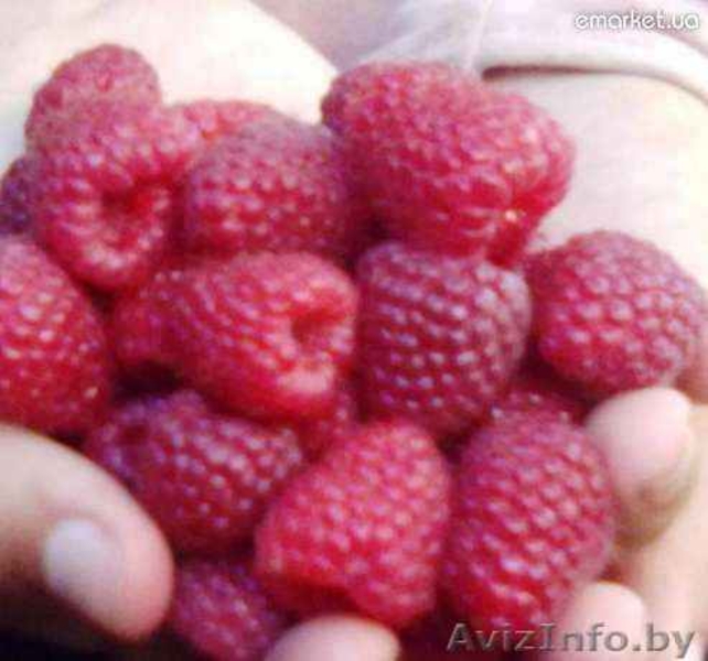 Малина крупноплодная и ремонтанная - Изображение #4, Объявление #699227