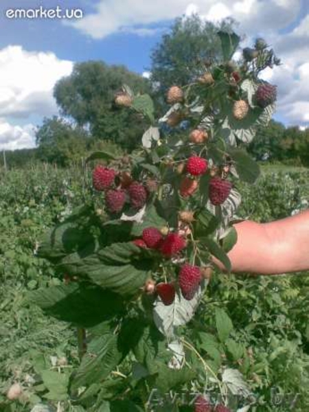 Малина крупноплодная и ремонтанная - Изображение #5, Объявление #699227