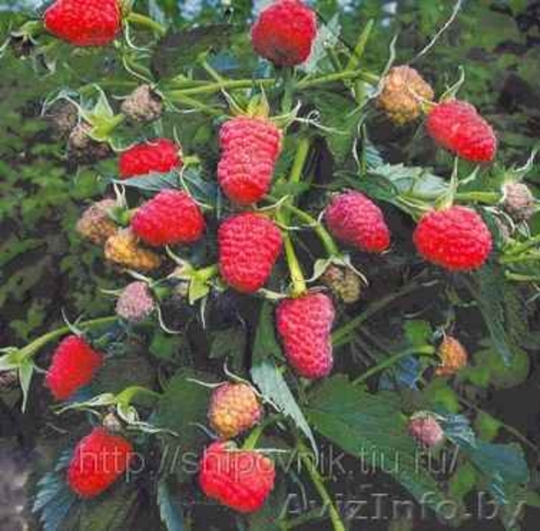 Малина крупноплодная и ремонтанная - Изображение #3, Объявление #699227