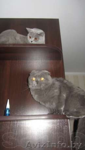 Британские котята г.Брест - Изображение #3, Объявление #833883