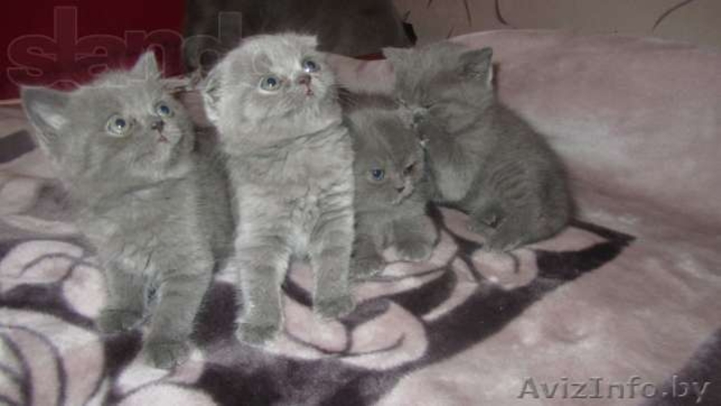 Британские котята г.Брест - Изображение #1, Объявление #833883