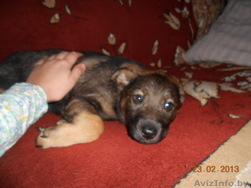 метис овчарки сука - Изображение #2, Объявление #851287