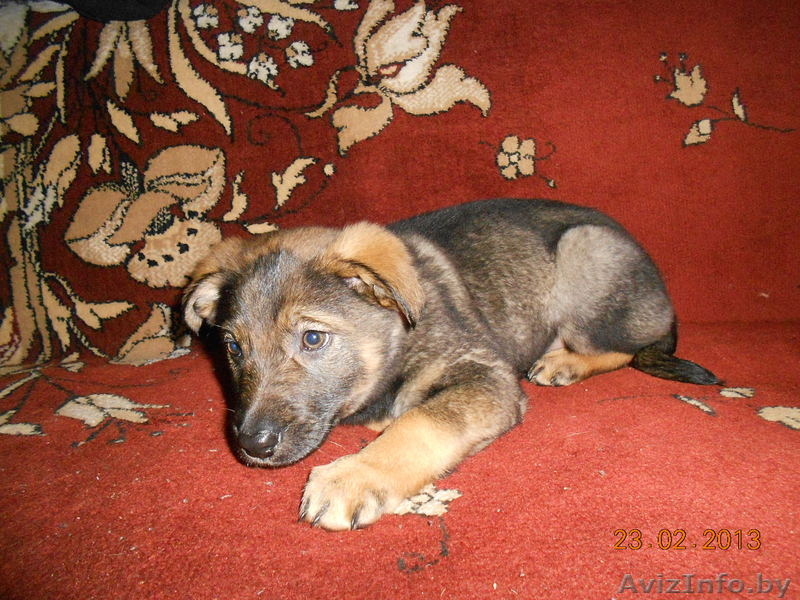 метис овчарки сука - Изображение #1, Объявление #851287