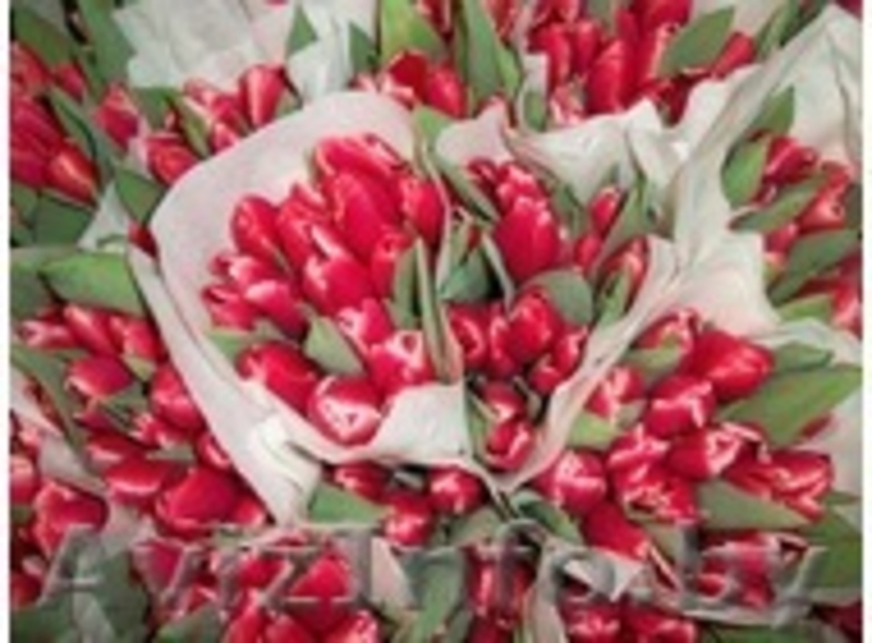 Тюльпаны оптом в Бресте  - Изображение #1, Объявление #849833