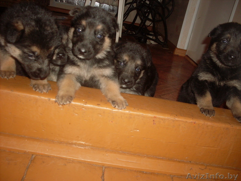 Продам щенка овчарки - Изображение #1, Объявление #858723