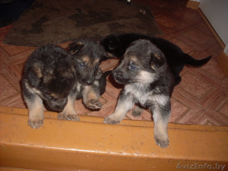 Продам щенка овчарки - Изображение #2, Объявление #858723