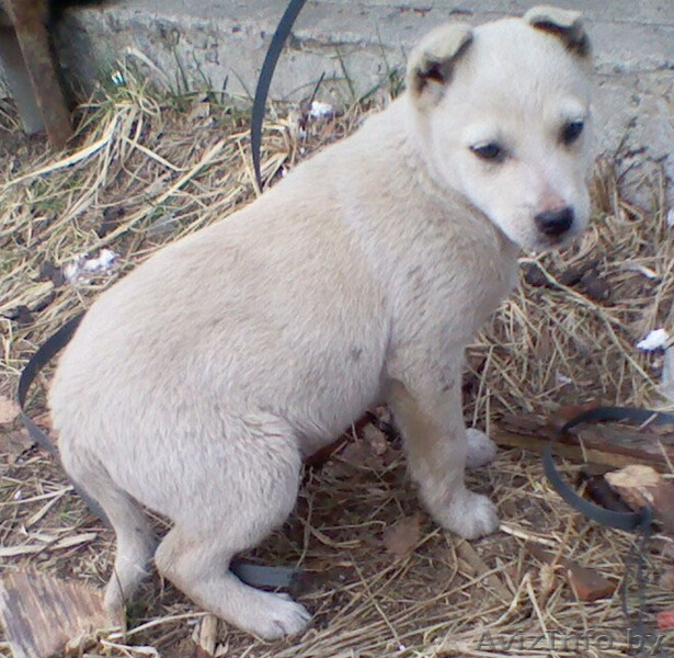 Милые щенки отдам в дар в добрые руки - Изображение #1, Объявление #845551