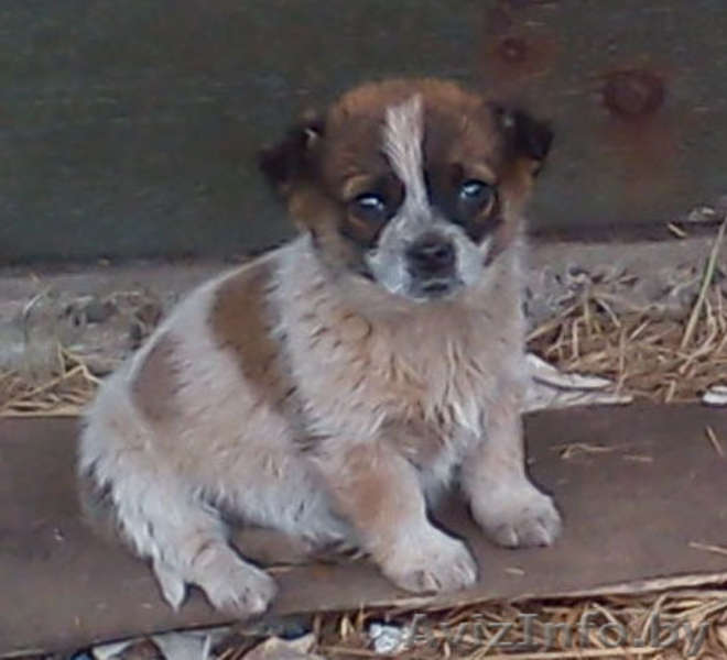 Милые щенки отдам в дар в добрые руки - Изображение #3, Объявление #845551