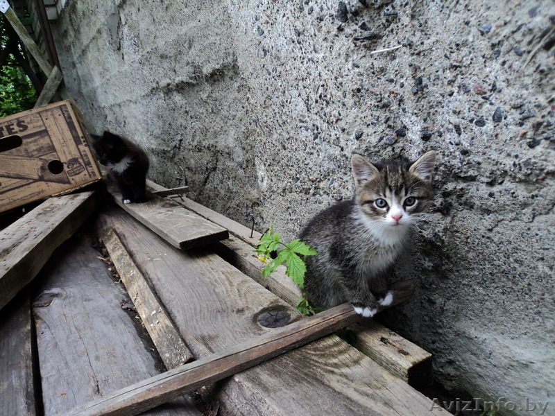 Отдам в хорошие руки 2-х месячных кошечек - Изображение #3, Объявление #906399