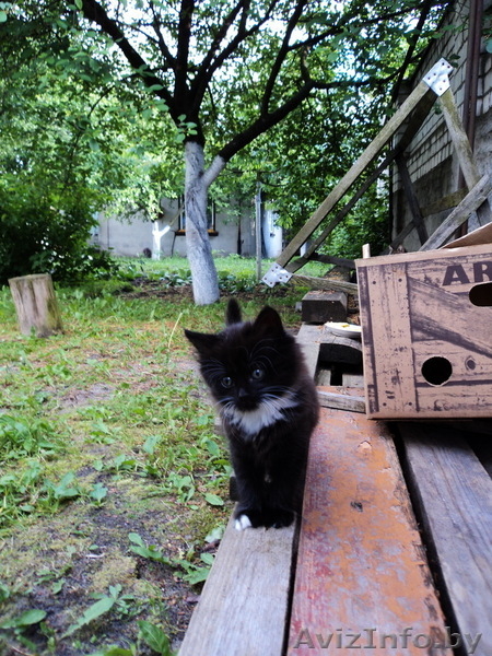 Отдам в хорошие руки 2-х месячных кошечек - Изображение #2, Объявление #906399