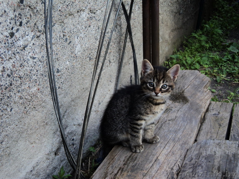 Отдам в хорошие руки 2-х месячных кошечек - Изображение #1, Объявление #906399